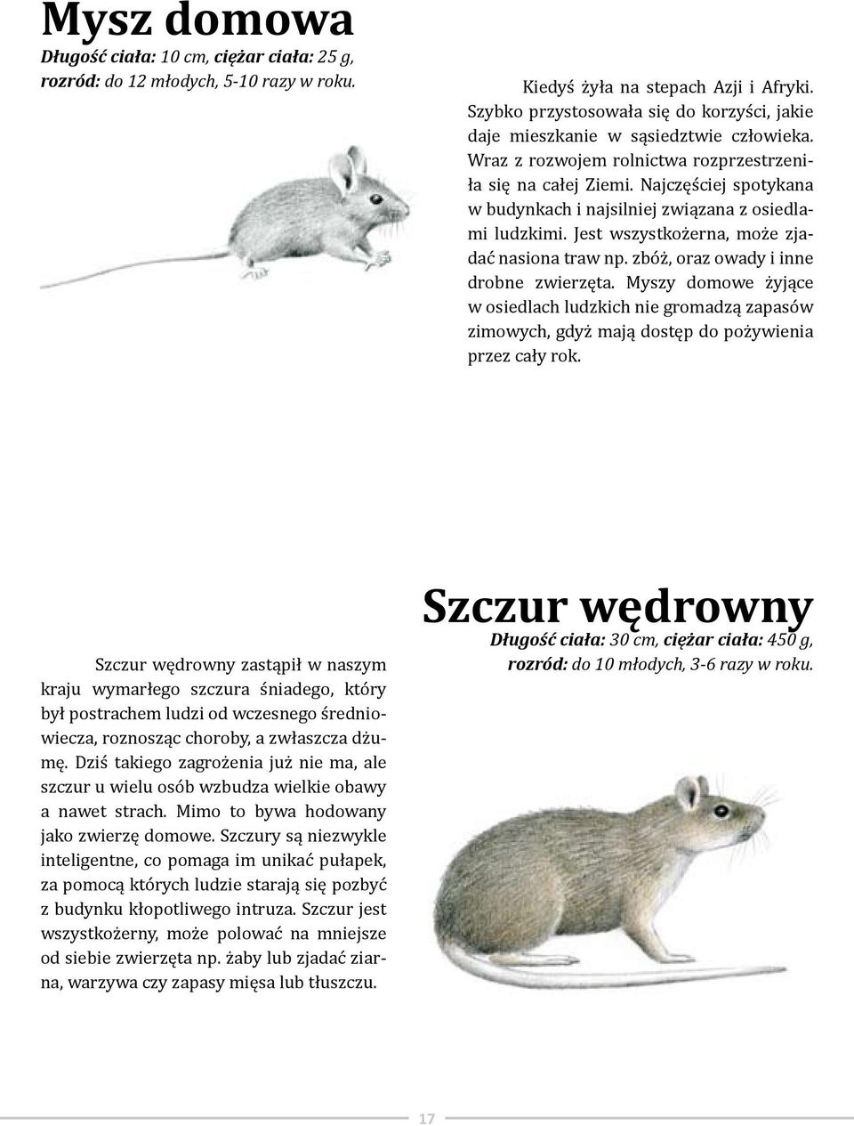 Najczęściej spotykana w budynkach i najsilniej związana z osiedlami ludzkimi. Jest wszystkożerna, może zjadać nasiona traw np. zbóż, oraz owady i inne drobne zwierzęta.