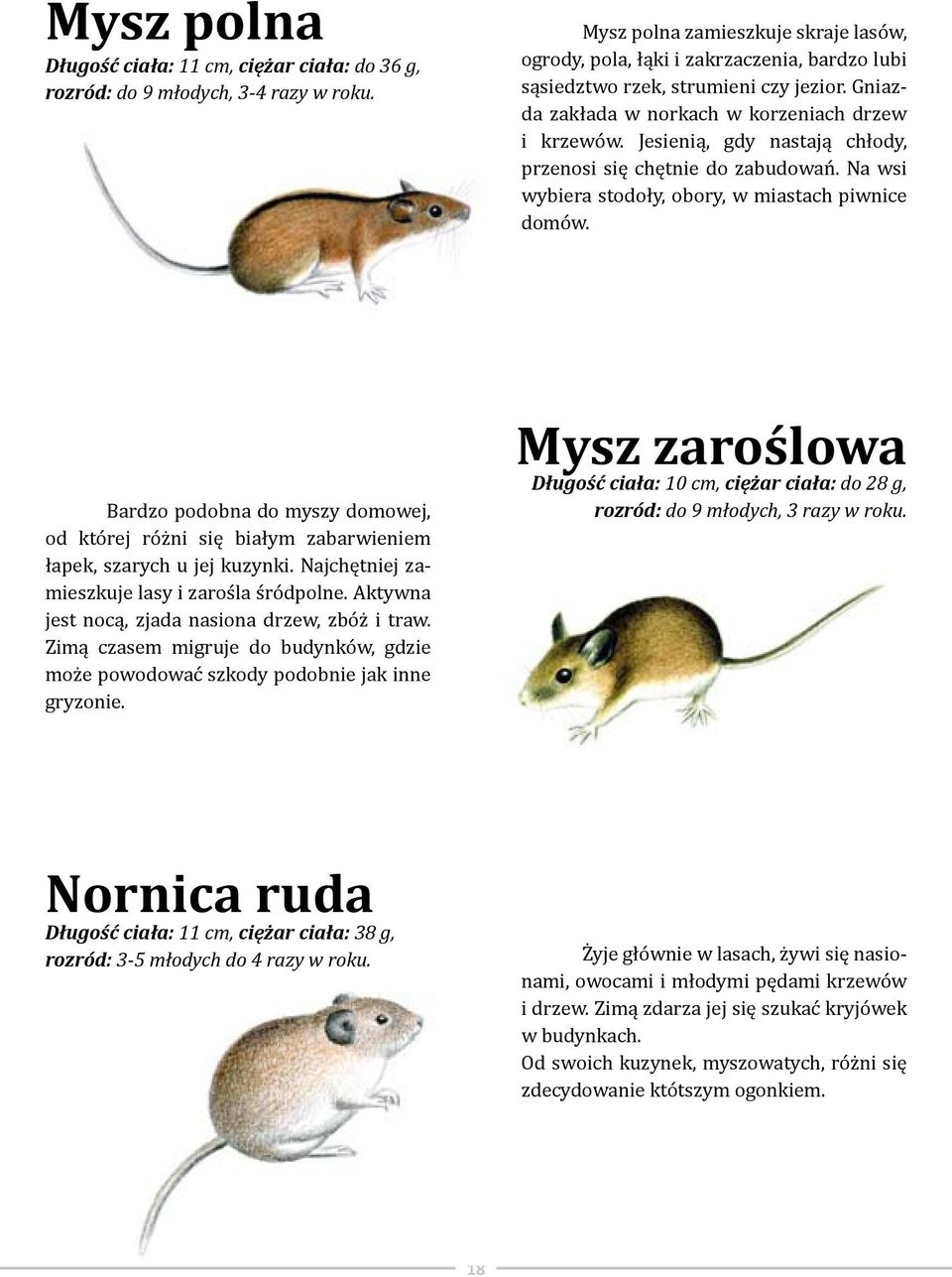 Jesienią, gdy nastają chłody, przenosi się chętnie do zabudowań. Na wsi wybiera stodoły, obory, w miastach piwnice domów.