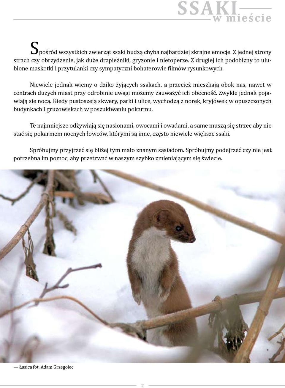 Niewiele jednak wiemy o dziko żyjących ssakach, a przecież mieszkają obok nas, nawet w centrach dużych miast przy odrobinie uwagi możemy zauważyć ich obecność. Zwykle jednak pojawiają się nocą.