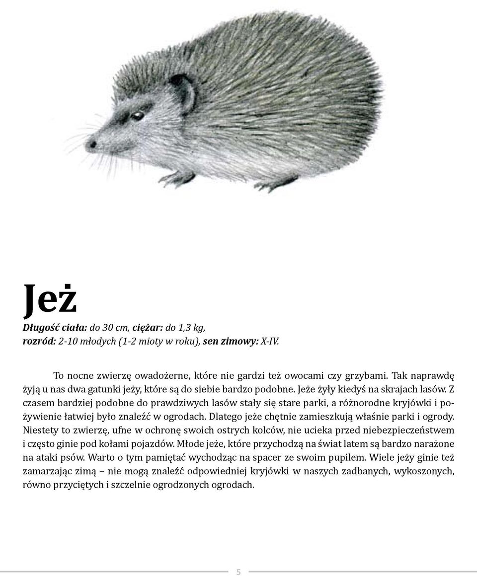 Z czasem bardziej podobne do prawdziwych lasów stały się stare parki, a różnorodne kryjówki i pożywienie łatwiej było znaleźć w ogrodach. Dlatego jeże chętnie zamieszkują właśnie parki i ogrody.