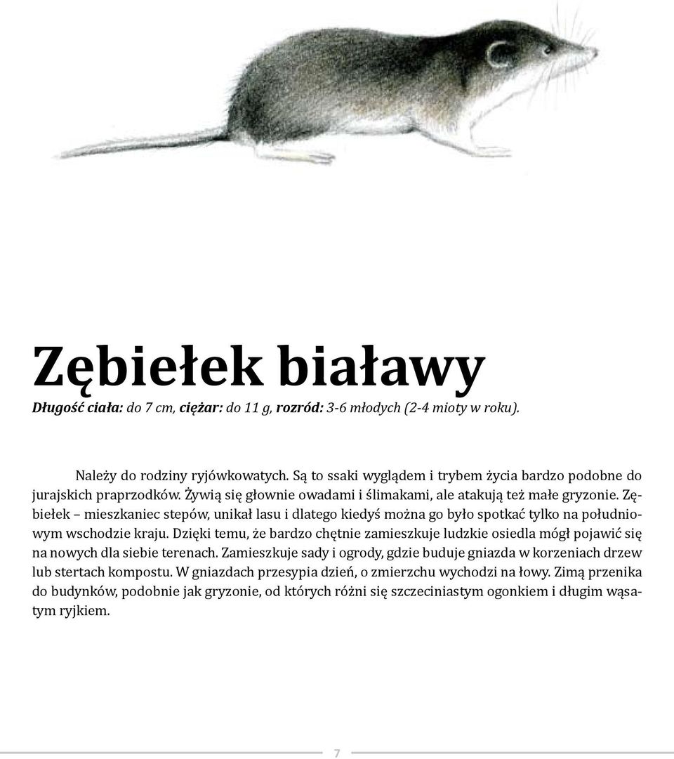 Zębiełek mieszkaniec stepów, unikał lasu i dlatego kiedyś można go było spotkać tylko na południowym wschodzie kraju.