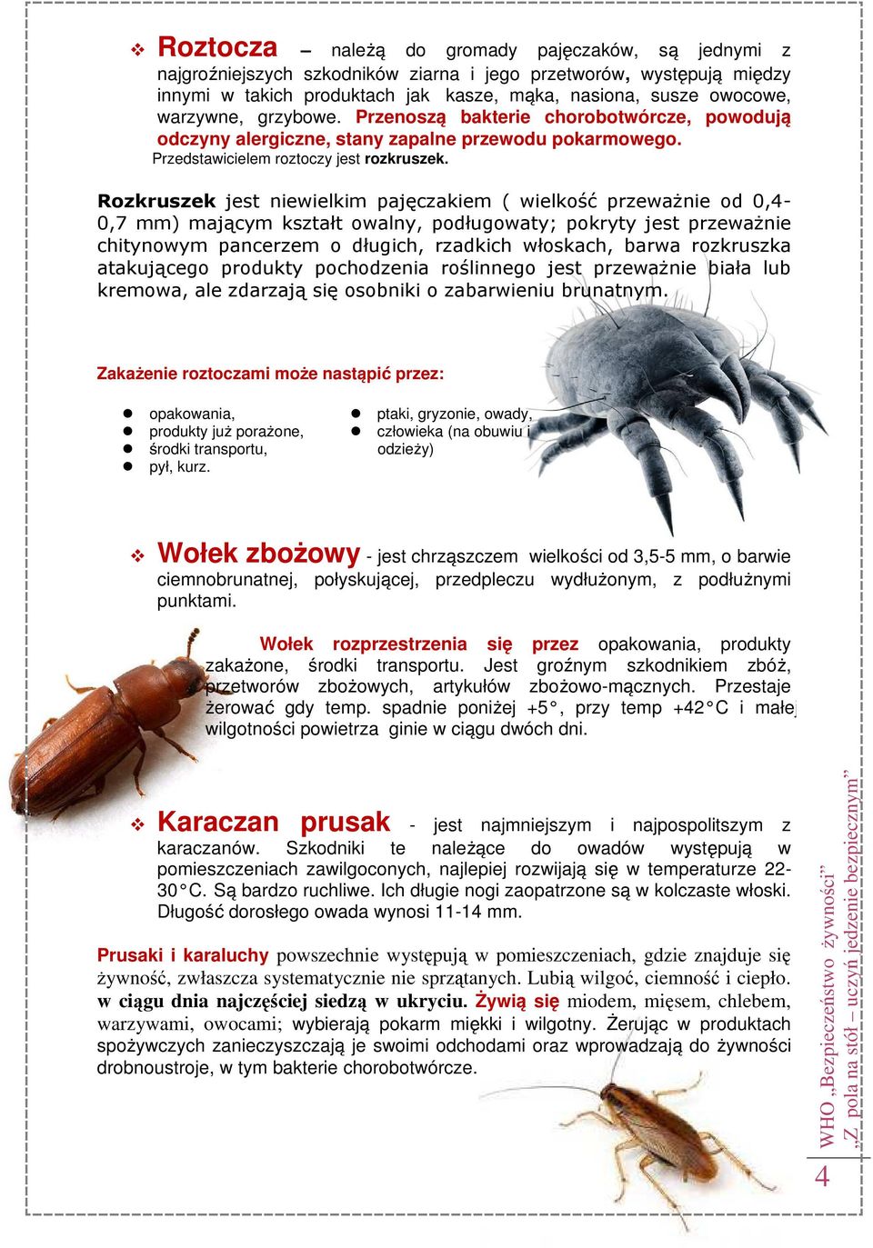 Rozkruszek jest niewielkim pajęczakiem ( wielkość przeważnie od 0,4-0,7 mm) mającym kształt owalny, podługowaty; pokryty jest przeważnie chitynowym pancerzem o długich, rzadkich włoskach, barwa