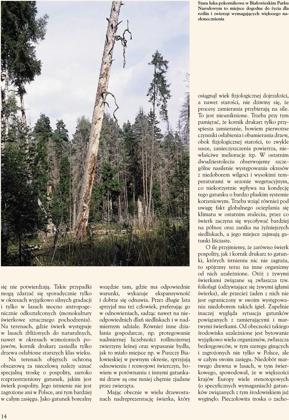 Na terenach, gdzie świerk występuje w lasach zbliżonych do naturalnych, nawet w okresach wzmożonych pojawów, kornik drukarz zasiedla tylko drzewa osłabione starszych klas wieku.