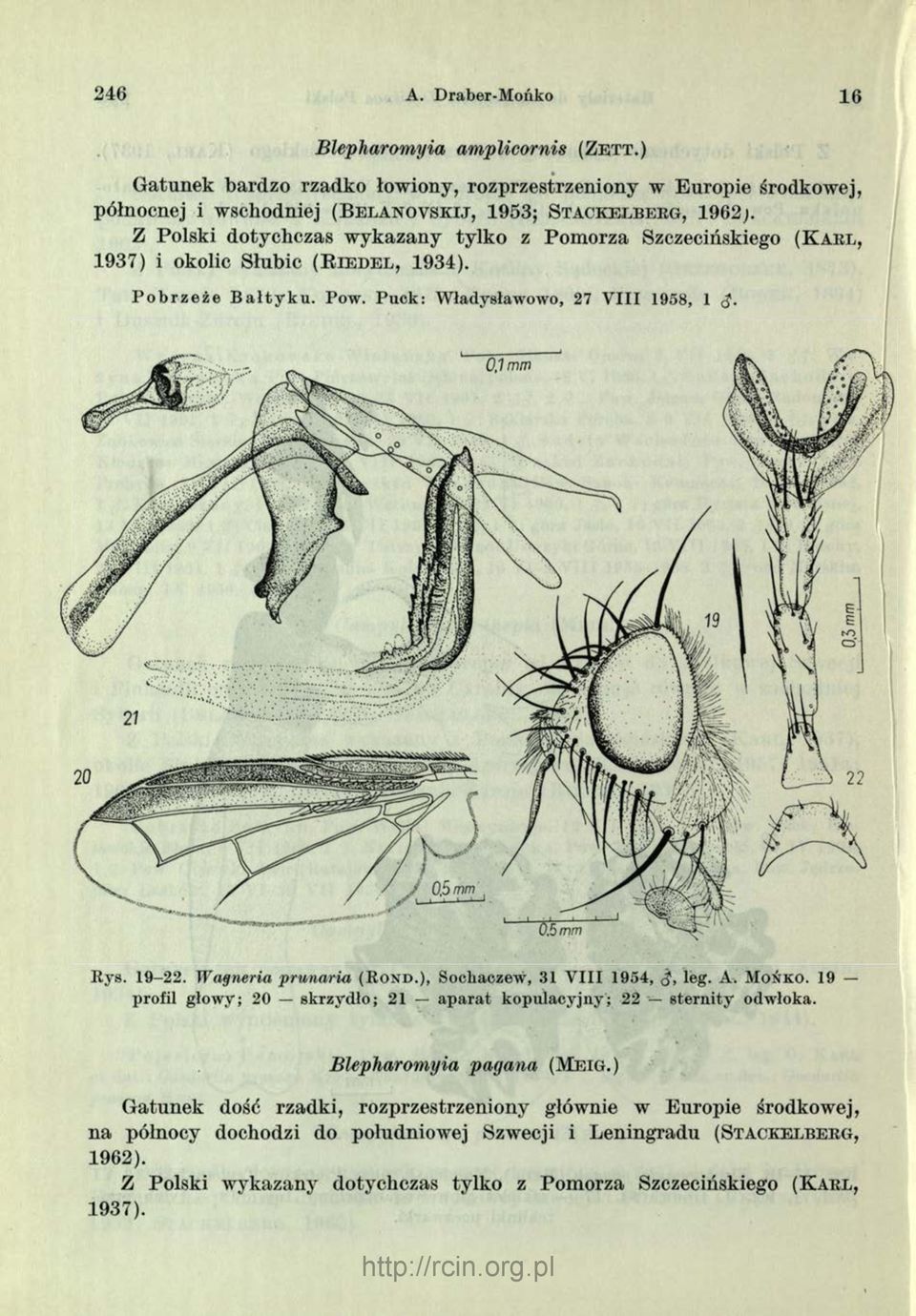 Z Polski dotychczas wykazany tylko z Pomorza Szczecińskiego ( K a r l, 1 9 3 7 ) i okolic Słubic ( R i e d e l, 1 9 3 4 ). P o b r z e ż e B a łty k u. Pow.