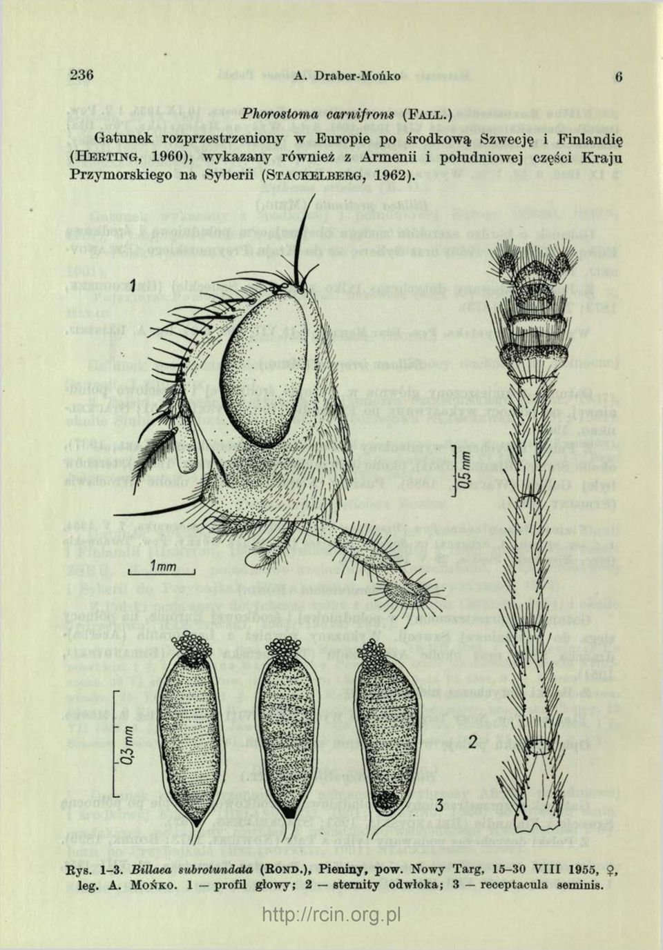 również z Armenii i południowej części Kraju Przymorskiego na Syberii (S t a c k e l b e r g, 1962). Rys.