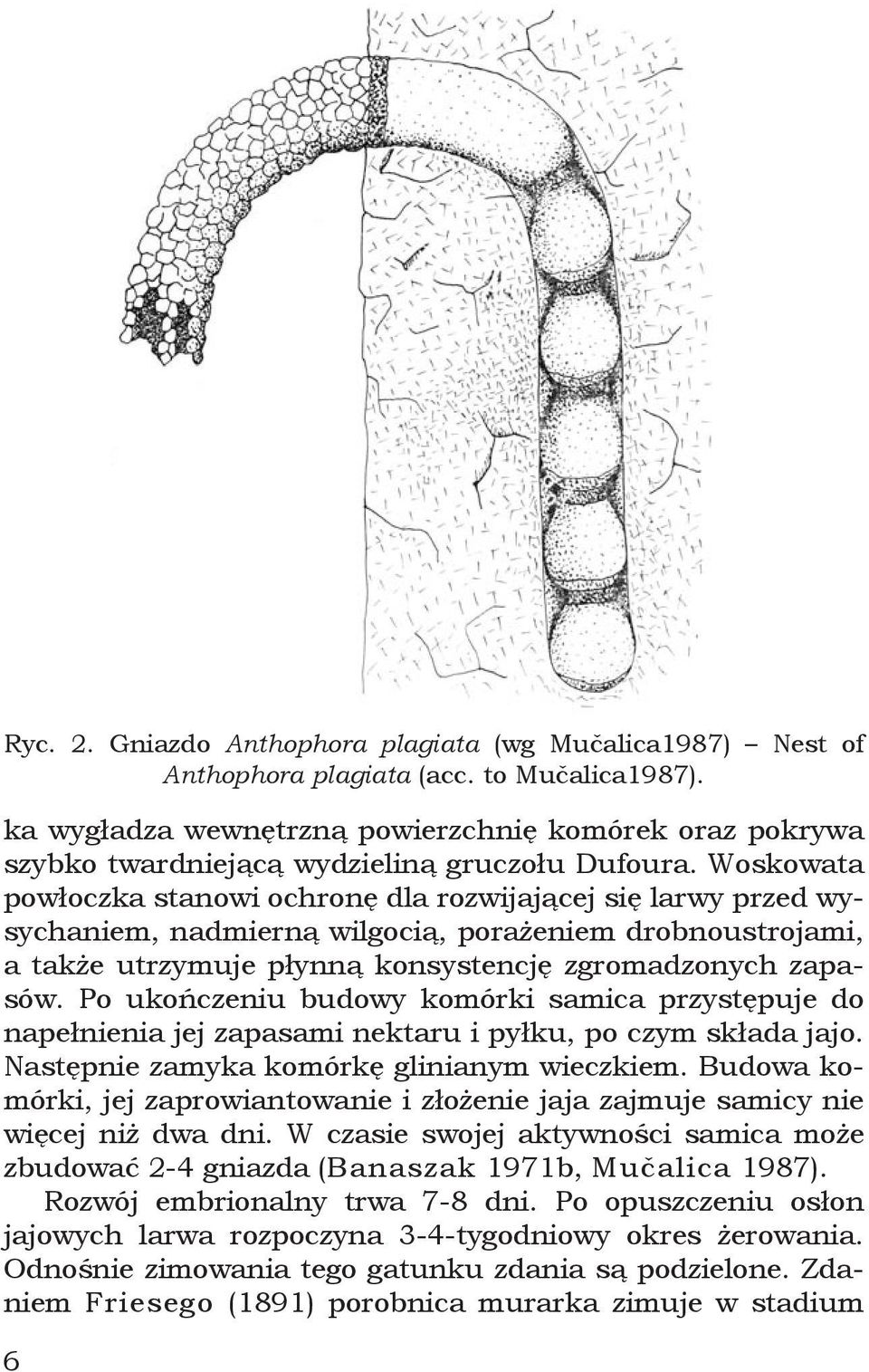 Woskowata powłoczka stanowi ochronę dla rozwijającej się larwy przed wysychaniem, nadmierną wilgocią, porażeniem drobnoustrojami, a także utrzymuje płynną konsystencję zgromadzonych zapasów.