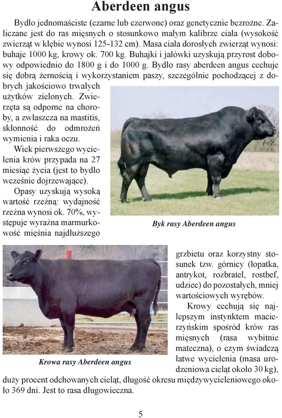 Bydło rasy aberdeen angus cechuje się dobrą żernością i wykorzystaniem paszy, szczególnie pochodzącej z dobrych jakościowo trwałych użytków zielonych.