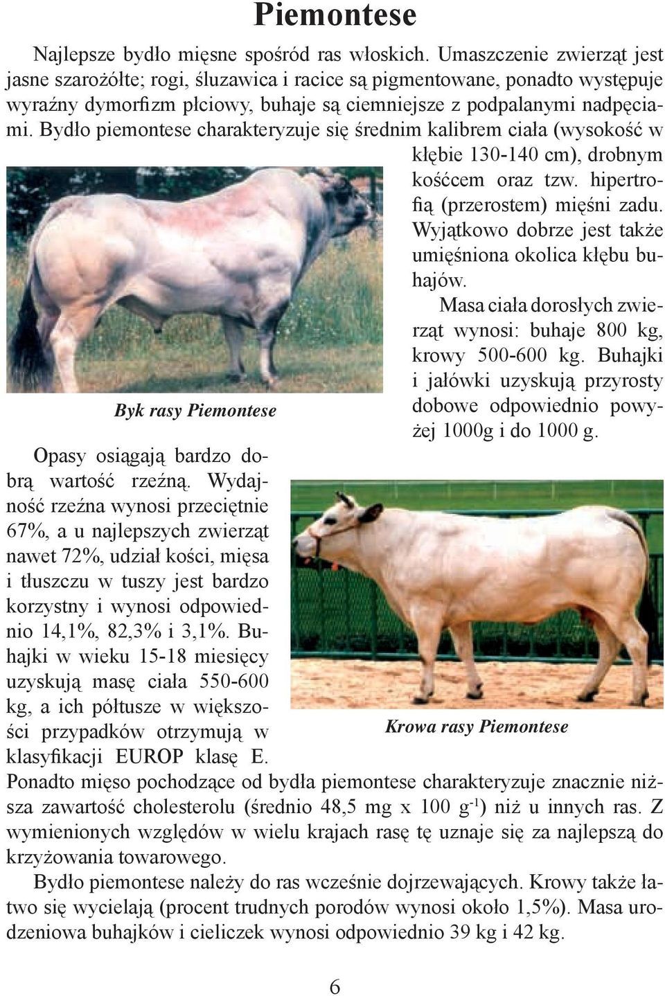 Bydło piemontese charakteryzuje się średnim kalibrem ciała (wysokość w kłębie 130-140 cm), drobnym kośćcem oraz tzw. hipertrofią (przerostem) mięśni zadu.