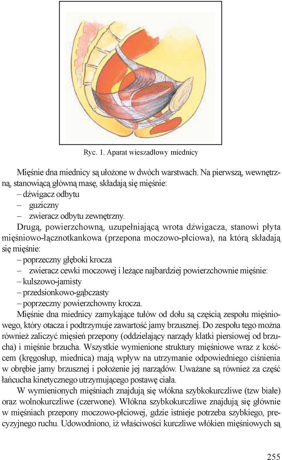 Drugą, powierzchowną, uzupełniającą wrota dźwigacza, stanowi płyta mięśniowo-łącznotkankowa (przepona moczowo-płciowa), na którą składają się mięśnie: poprzeczny głęboki krocza zwieracz cewki