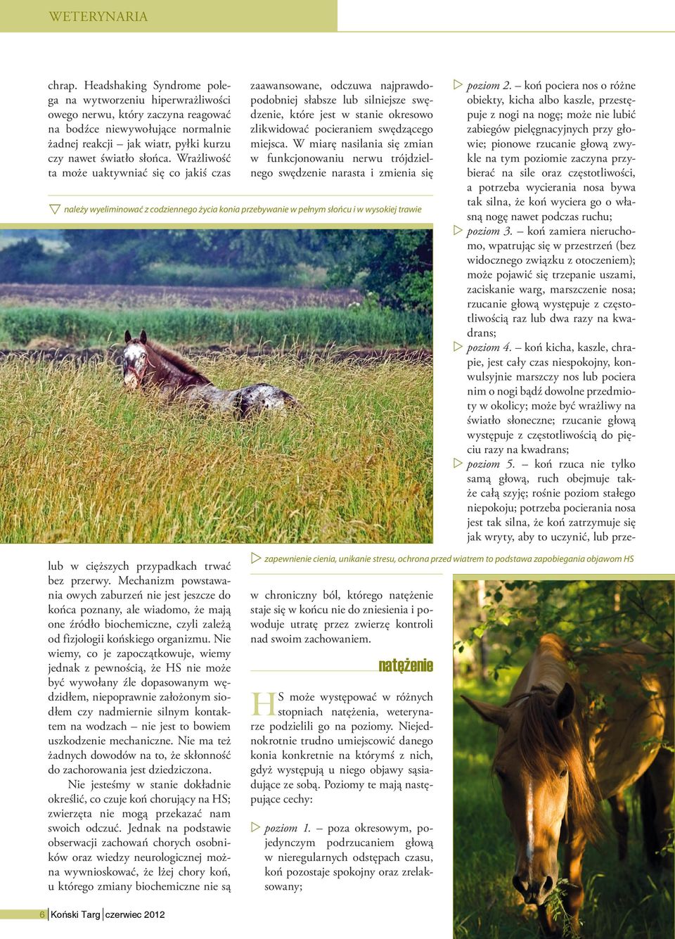 W miarę nasilania się zmian w funkcjonowaniu nrwu trójdzilngo swędzni narasta i zminia się nalży wyliminować z codzinngo życia konia przbywani w płnym słońcu i w wysokij trawi poziom 2.