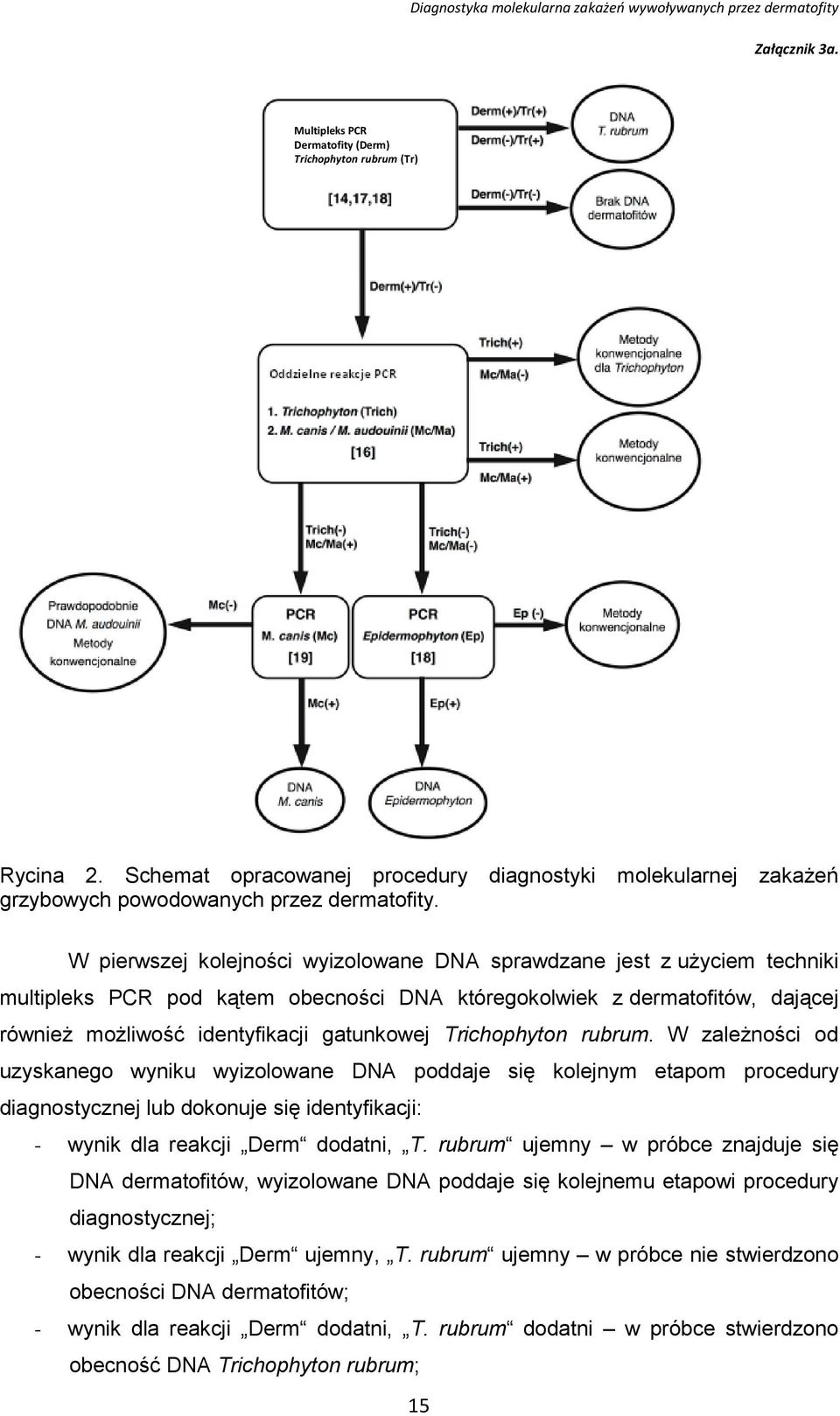 Trichophyton rubrum. W zależności od uzyskanego wyniku wyizolowane DNA poddaje się kolejnym etapom procedury diagnostycznej lub dokonuje się identyfikacji: - wynik dla reakcji Derm dodatni, T.