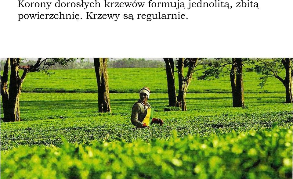 jednolitą, zbitą