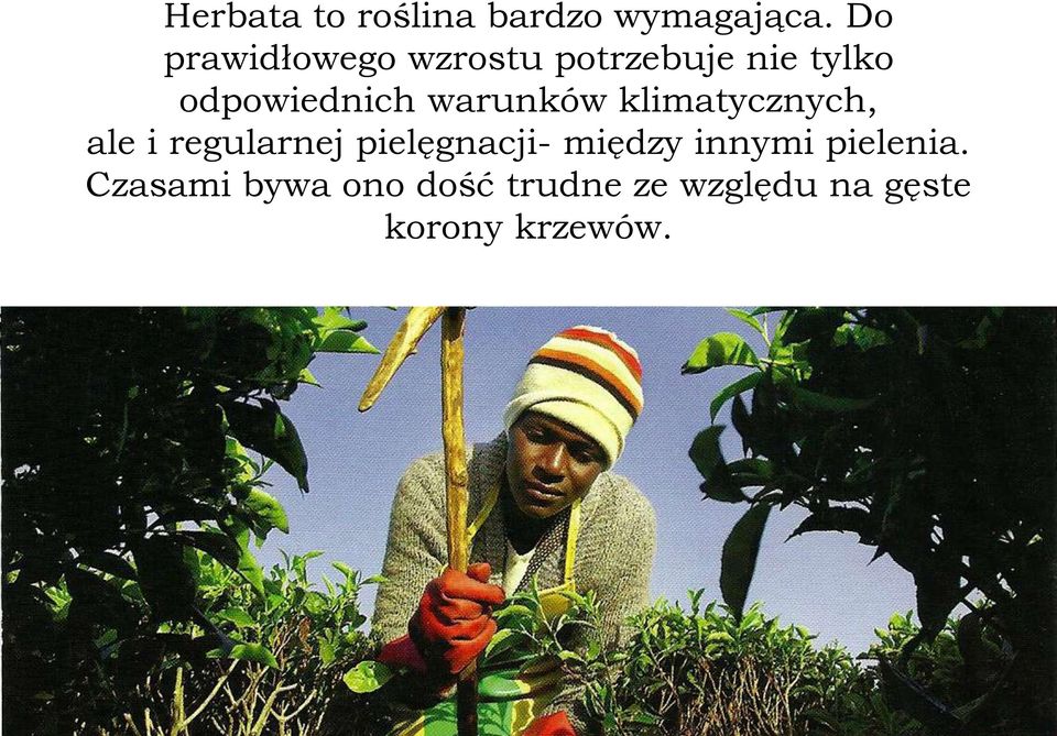 warunków klimatycznych, ale i regularnej pielęgnacji-