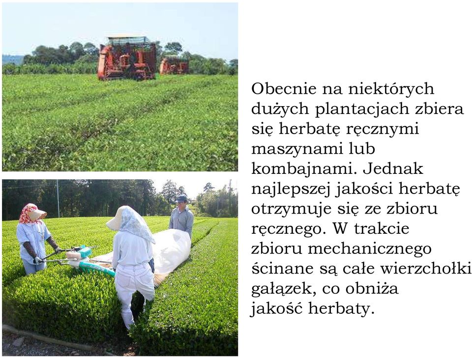 Jednak najlepszej jakości herbatę otrzymuje się ze zbioru