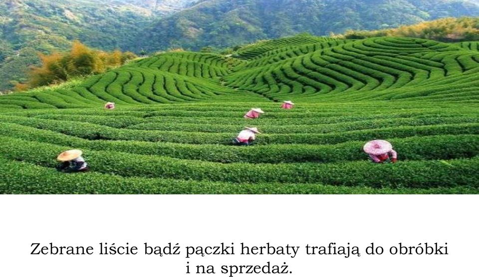 herbaty trafiają