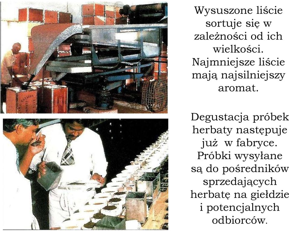 Degustacja próbek herbaty następuje już w fabryce.