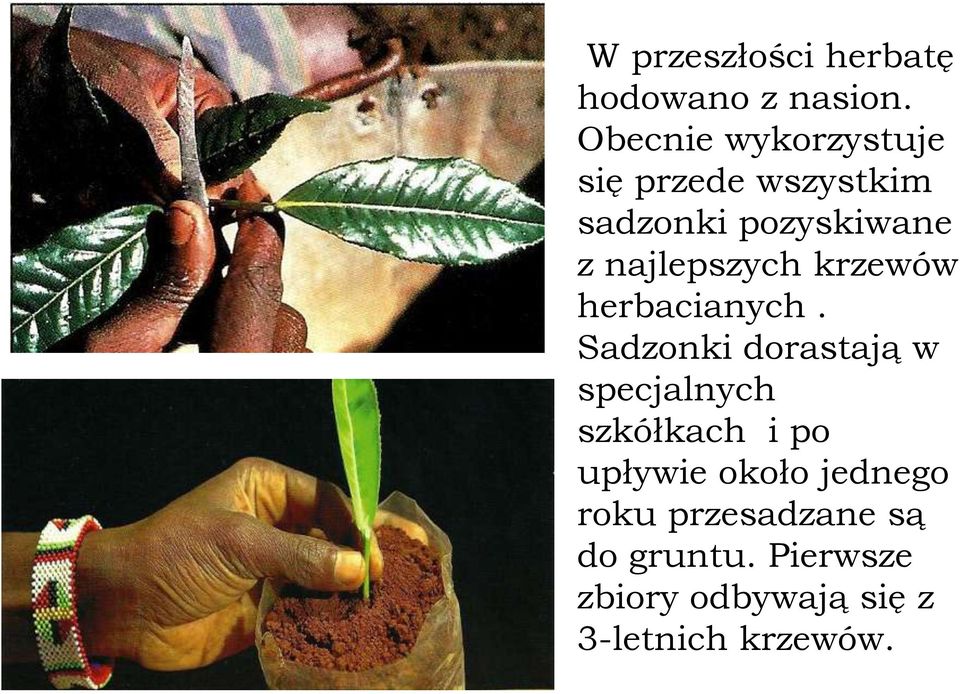 najlepszych krzewów herbacianych.