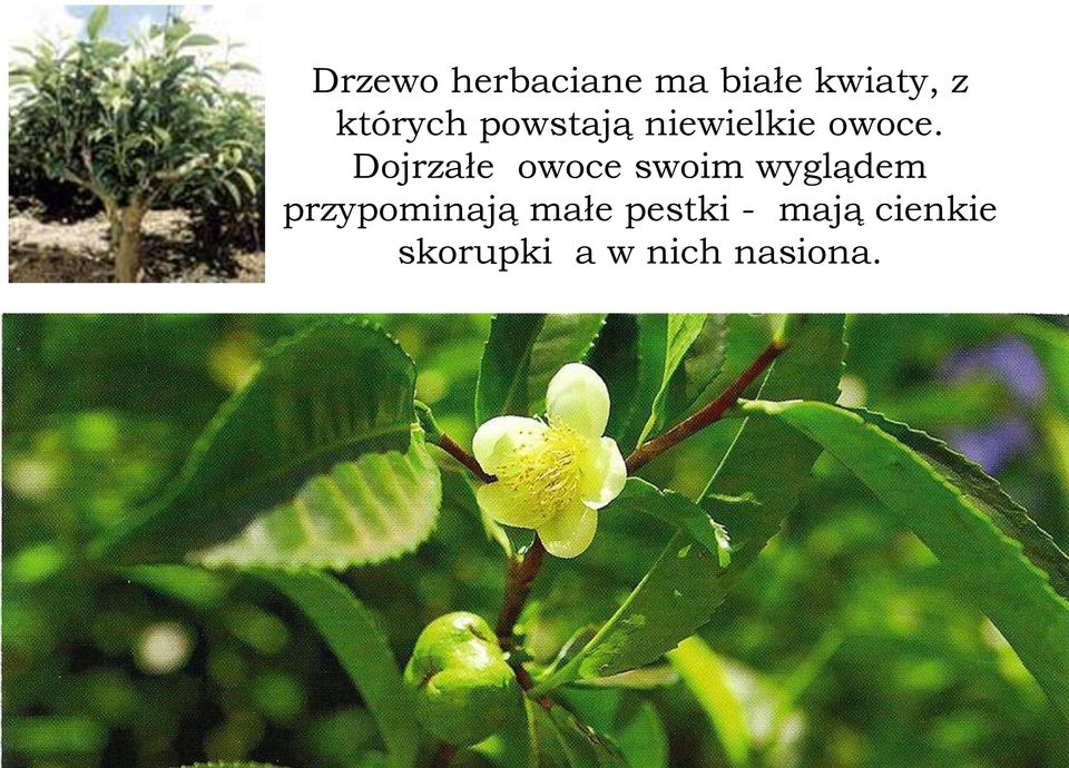Dojrzałe owoce swoim wyglądem
