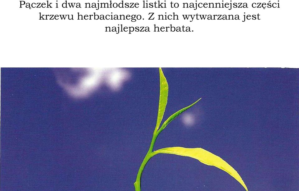 części krzewu herbacianego.