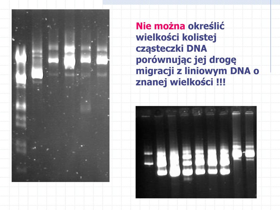 porównując jej drogę migracji