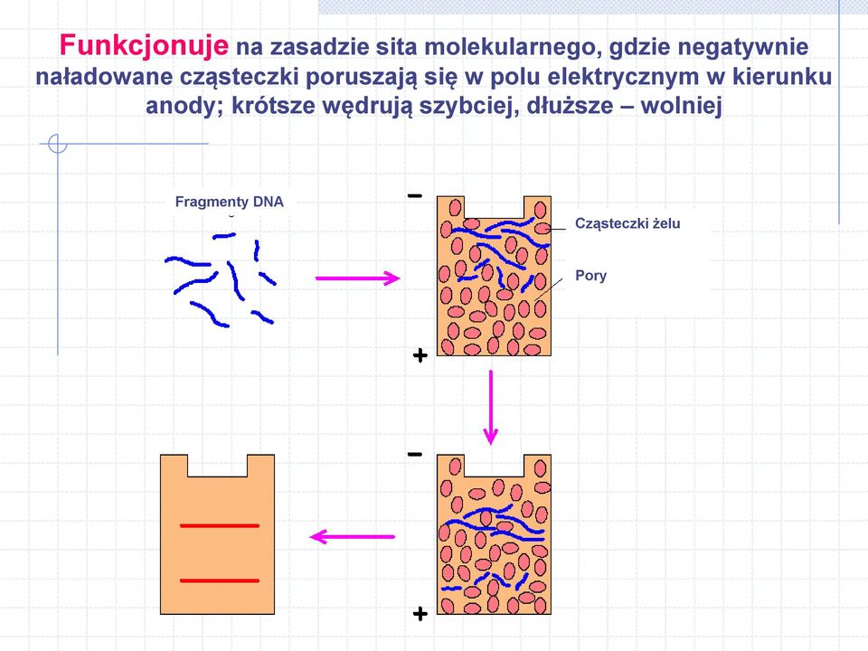 polu elektrycznym w kierunku anody; krótsze wędrują