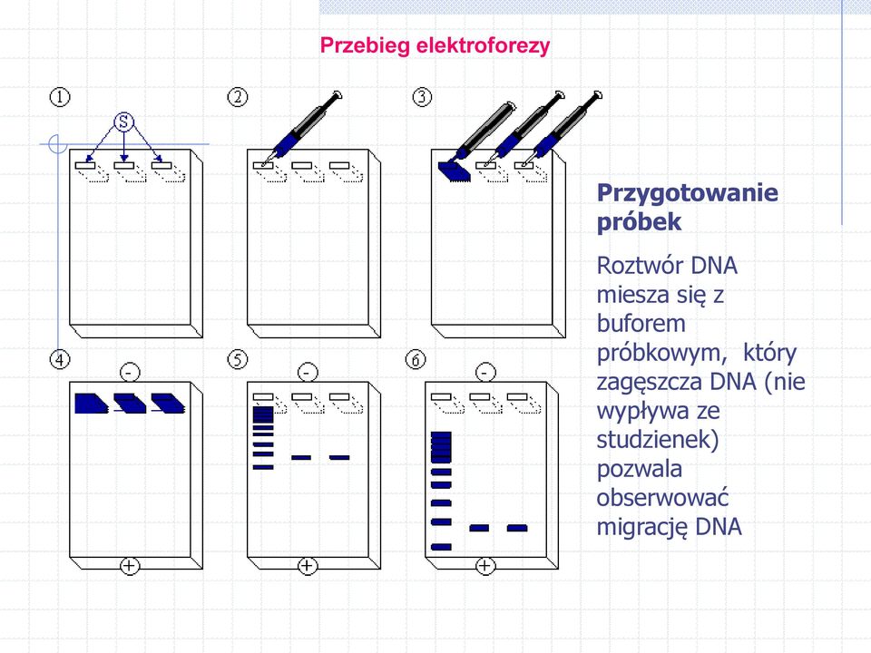 próbkowym, który zagęszcza DNA (nie