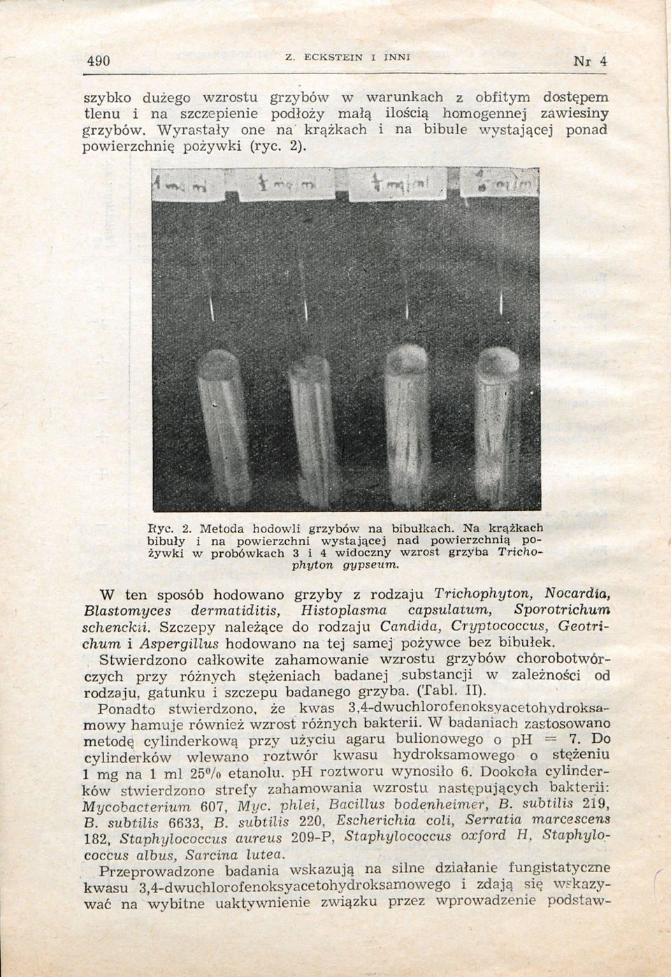 Na krążkach bibuły i na powierzchni wystającej nad powierzchnią pożywki w probówkach 3 i 4 widoczny wzrost grzyba Trichophyton gypseum.