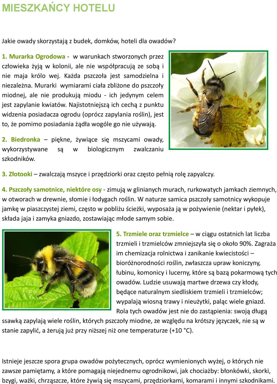 Murarki wymiarami ciała zbliżone do pszczoły miodnej, ale nie produkują miodu - ich jedynym celem jest zapylanie kwiatów.