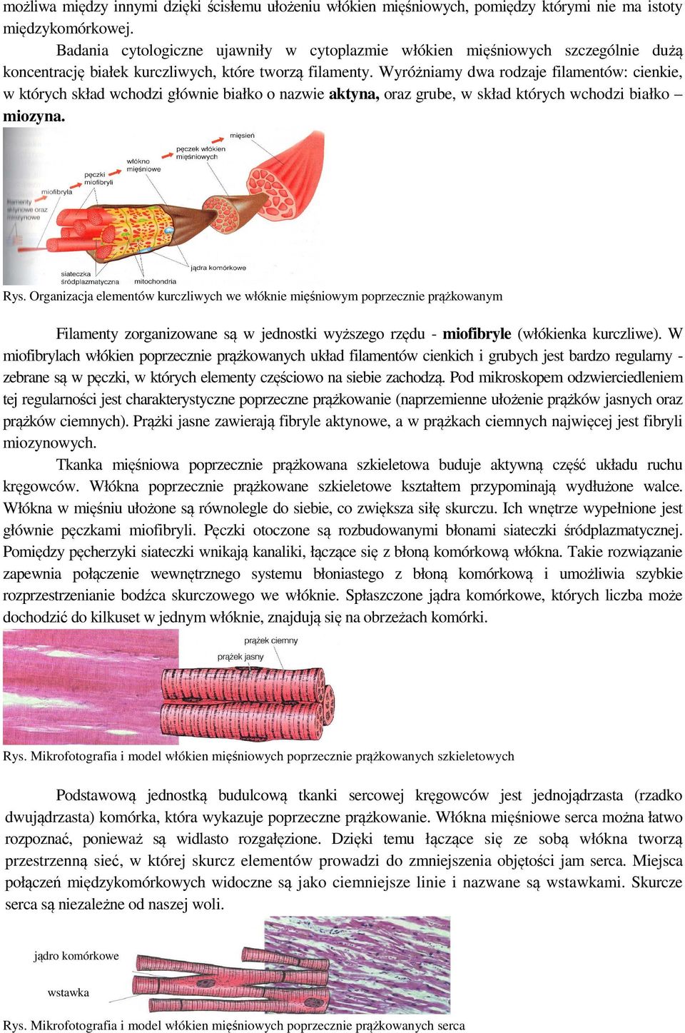 Wyróżniamy dwa rodzaje filamentów: cienkie, w których skład wchodzi głównie białko o nazwie aktyna, oraz grube, w skład których wchodzi białko miozyna. Rys.