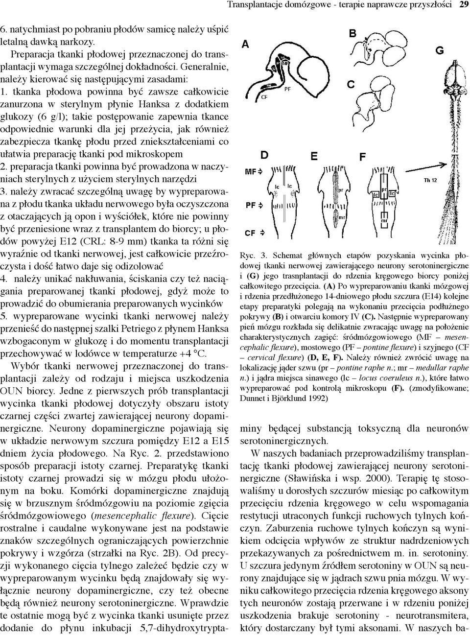 (A) Po wypreparowaniu tkanki mózgowej i rdzenia przedłużonego 14-dniowego płodu szczura (E14) kolejne etapy preparatyki polegają na wykonaniu przecięcia podłużnego pokrywy (B) i otwarciu komory IV