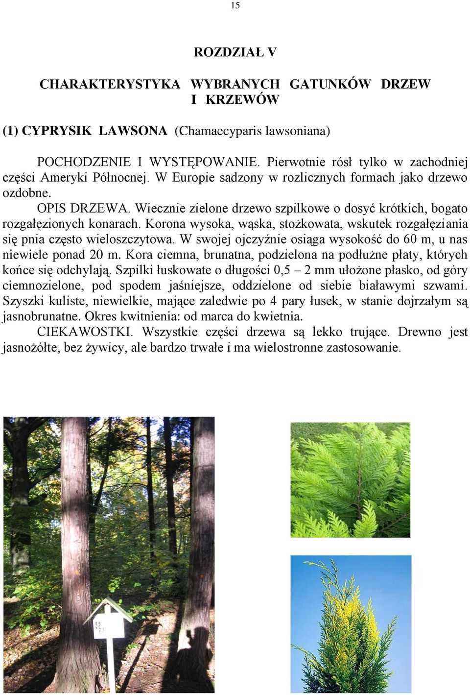 Wiecznie zielone drzewo szpilkowe o dosyć krótkich, bogato rozgałęzionych konarach. Korona wysoka, wąska, stożkowata, wskutek rozgałęziania się pnia często wieloszczytowa.