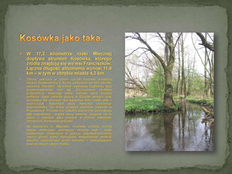 Zróżnicowane siedliska przyrodnicze stwarzają dobre warunki życia bogatej awifauny. Łąkę zasiedla ginący w Europie derkacz oraz kuropatwy. Na obszarze tym występuje dość rzadki ptak świerszczak.