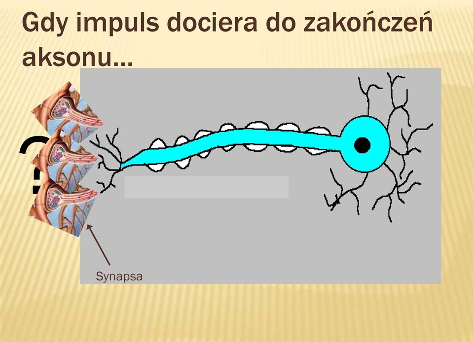 zakończeń