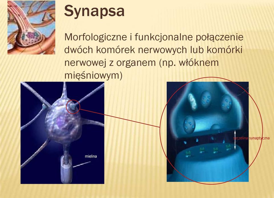 komórki nerwowej z organem (np.