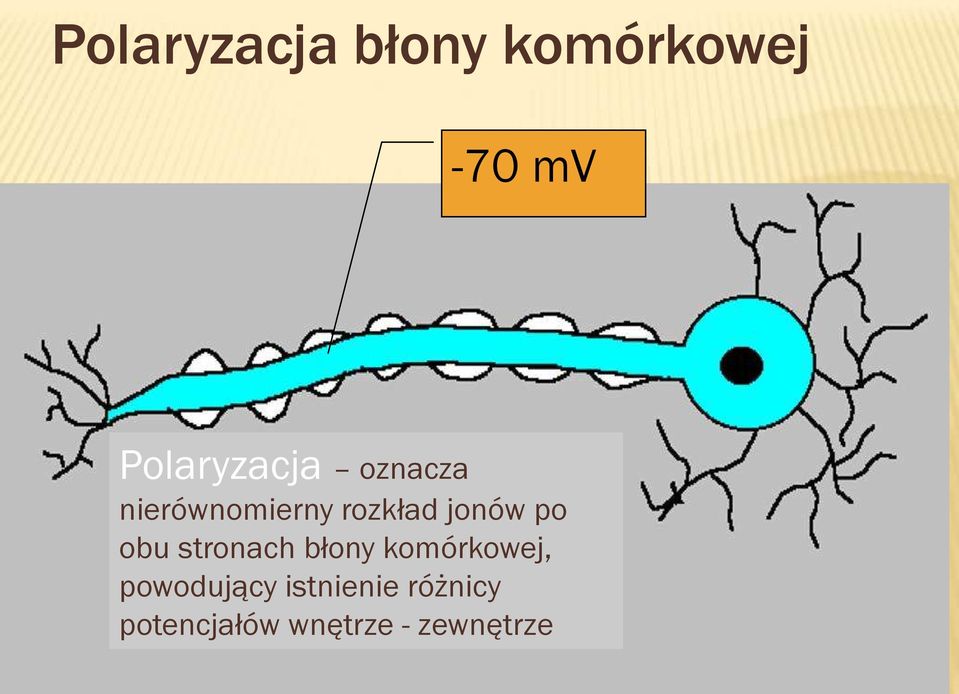 jonów po obu stronach błony komórkowej,