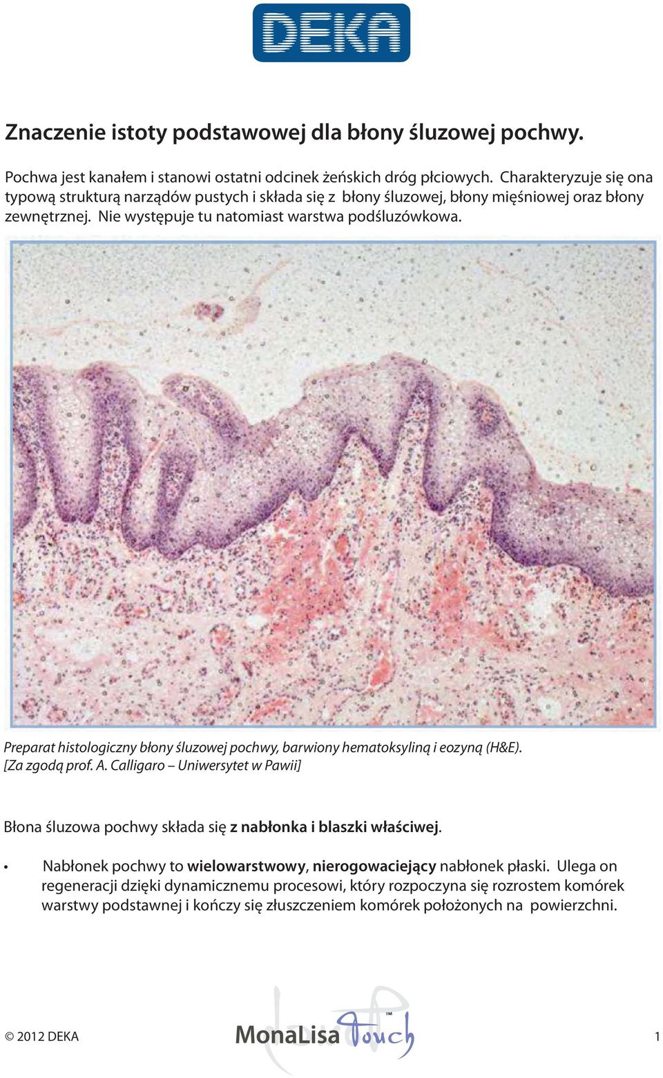 Preparat histologiczny błony śluzowej pochwy, barwiony hematoksyliną i eozyną (H&E). [Za zgodą prof. A.