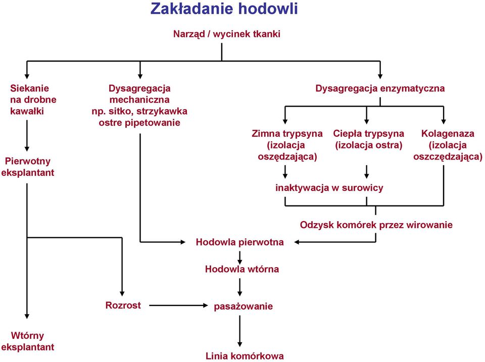 sitko, strzykawka ostre pipetowanie Zimna trypsyna (izolacja oszędzająca) Dysagregacja enzymatyczna Ciepła