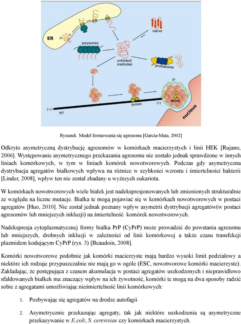 Podczas gdy asymetryczna dystrybucja agregatów białkowych wpływa na różnice w szybkości wzrostu i śmiertelności bakterii [Linder, 2008], wpływ ten nie został zbadany u wyższych eukariota.