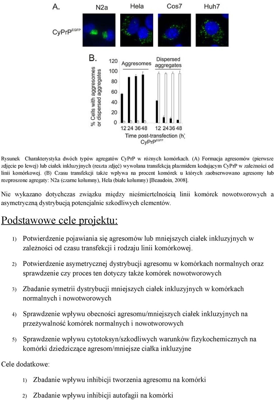 (B) Czasu transfekcji także wpływa na procent komórek u których zaobserwowano agresomy lub rozproszone agregaty: N2a (czarne kolumny), Hela (białe kolumny) [Beaudoin, 2008].