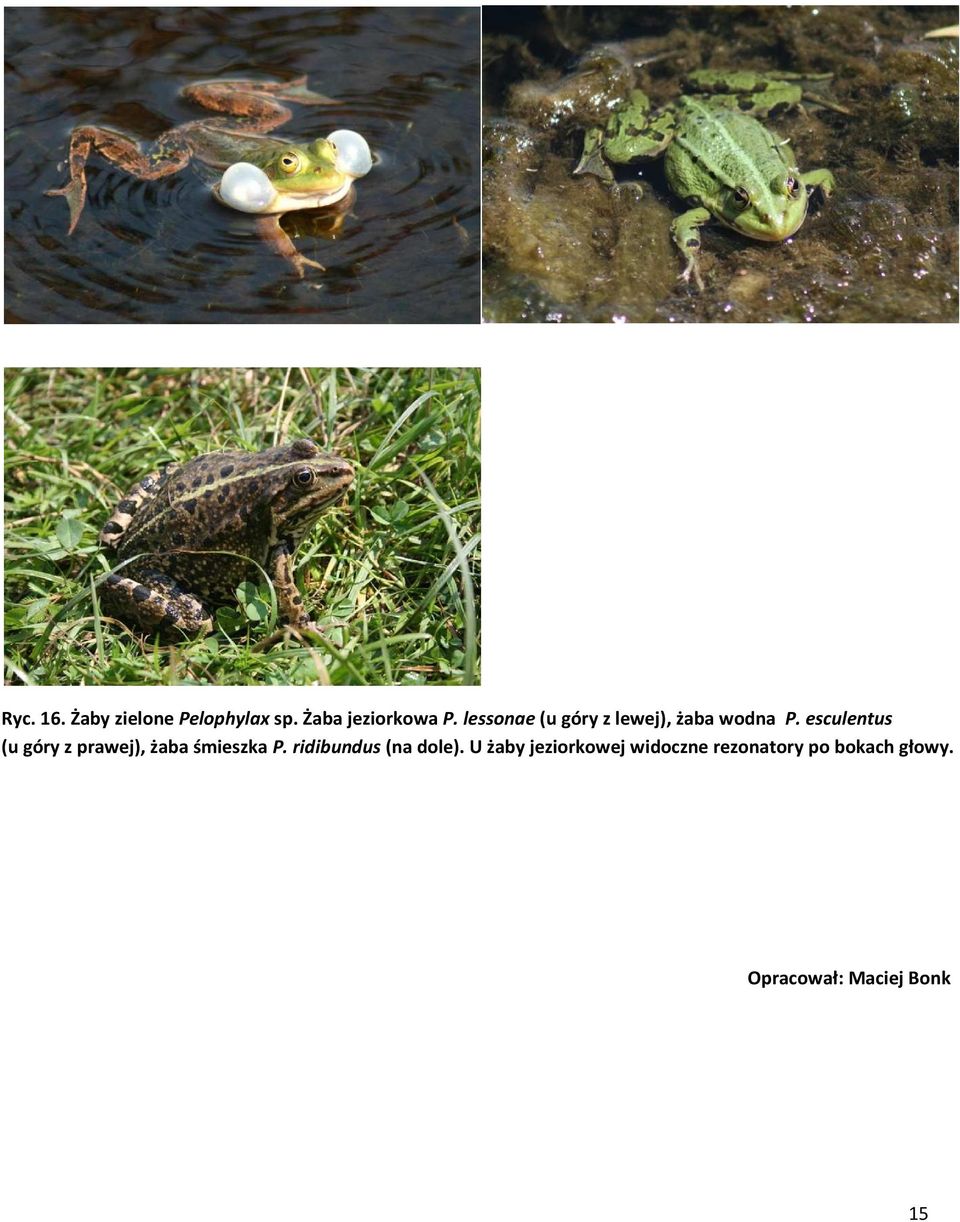 esculentus (u góry z prawej), żaba śmieszka P.