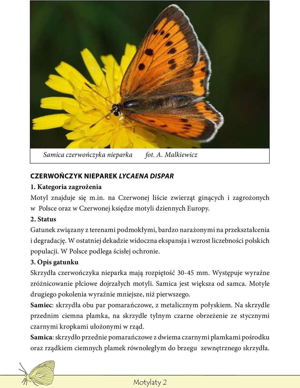 Status Gatunek związany z terenami podmokłymi, bardzo narażonymi na przekształcenia i degradację. W ostatniej dekadzie widoczna ekspansja i wzrost liczebności polskich populacji.