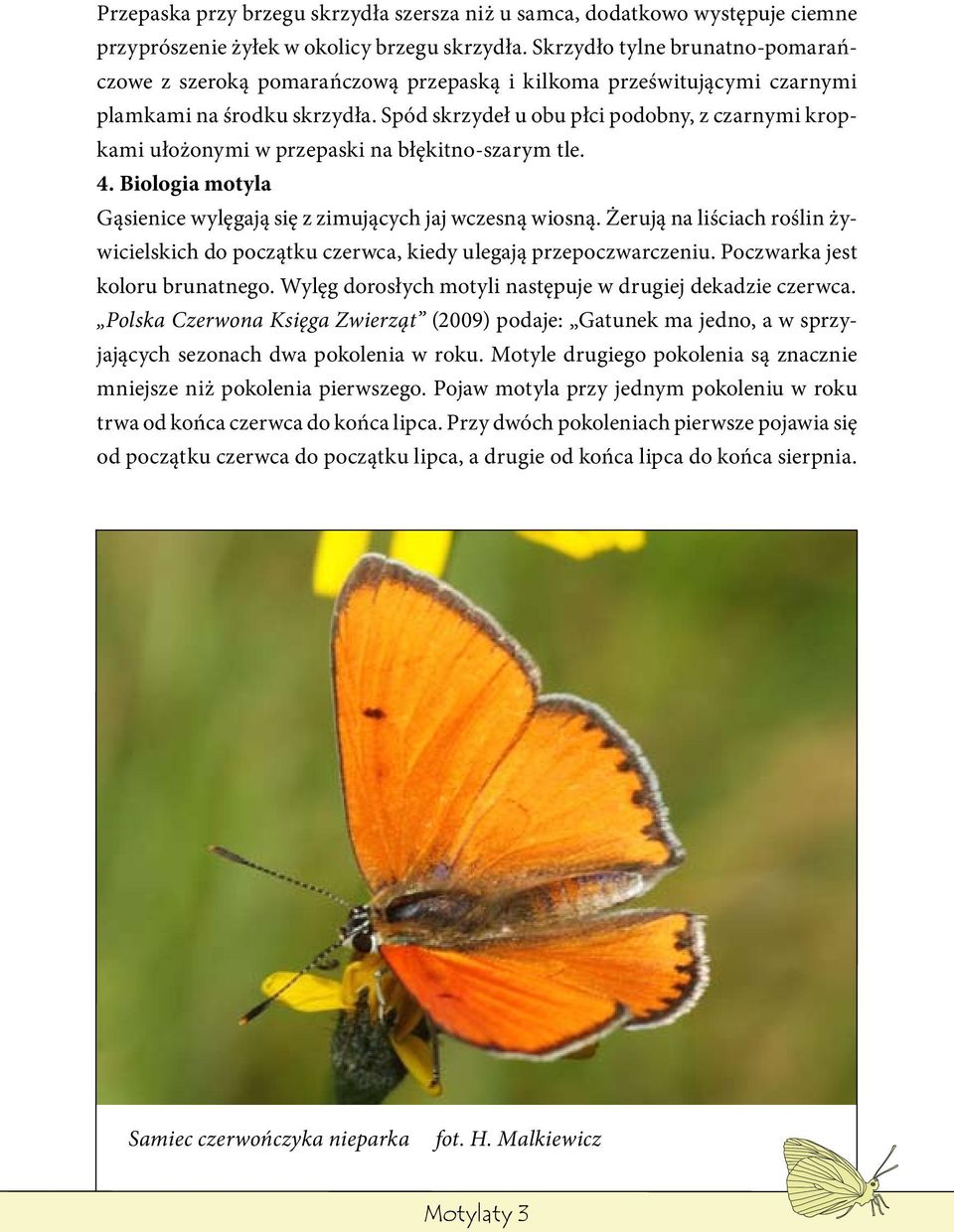 Spód skrzydeł u obu płci podobny, z czarnymi kropkami ułożonymi w przepaski na błękitno-szarym tle. 4. Biologia motyla Gąsienice wylęgają się z zimujących jaj wczesną wiosną.