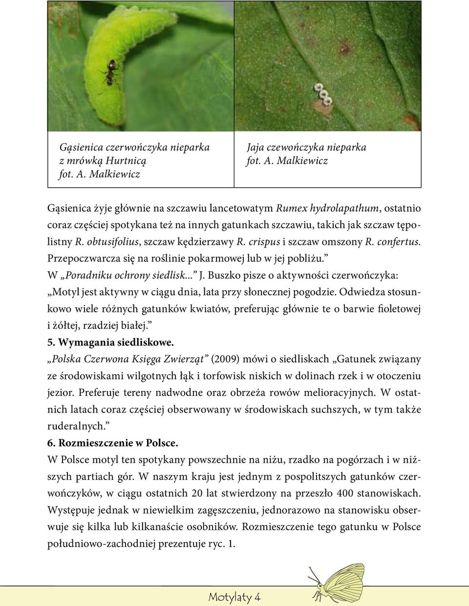 Malkiewicz Gąsienica żyje głównie na szczawiu lancetowatym Rumex hydrolapathum, ostatnio coraz częściej spotykana też na innych gatunkach szczawiu, takich jak szczaw tępolistny R.
