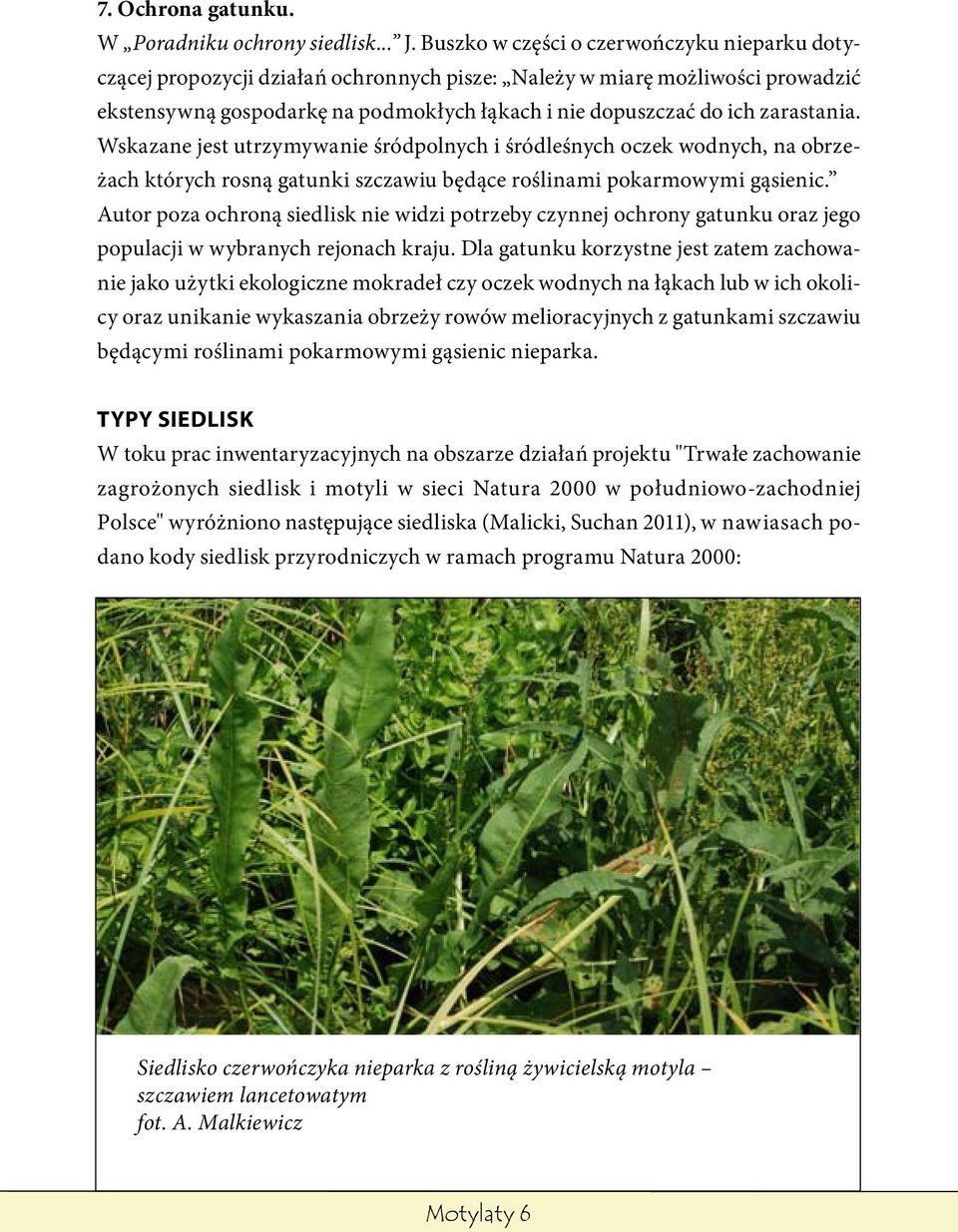 zarastania. Wskazane jest utrzymywanie śródpolnych i śródleśnych oczek wodnych, na obrzeżach których rosną gatunki szczawiu będące roślinami pokarmowymi gąsienic.