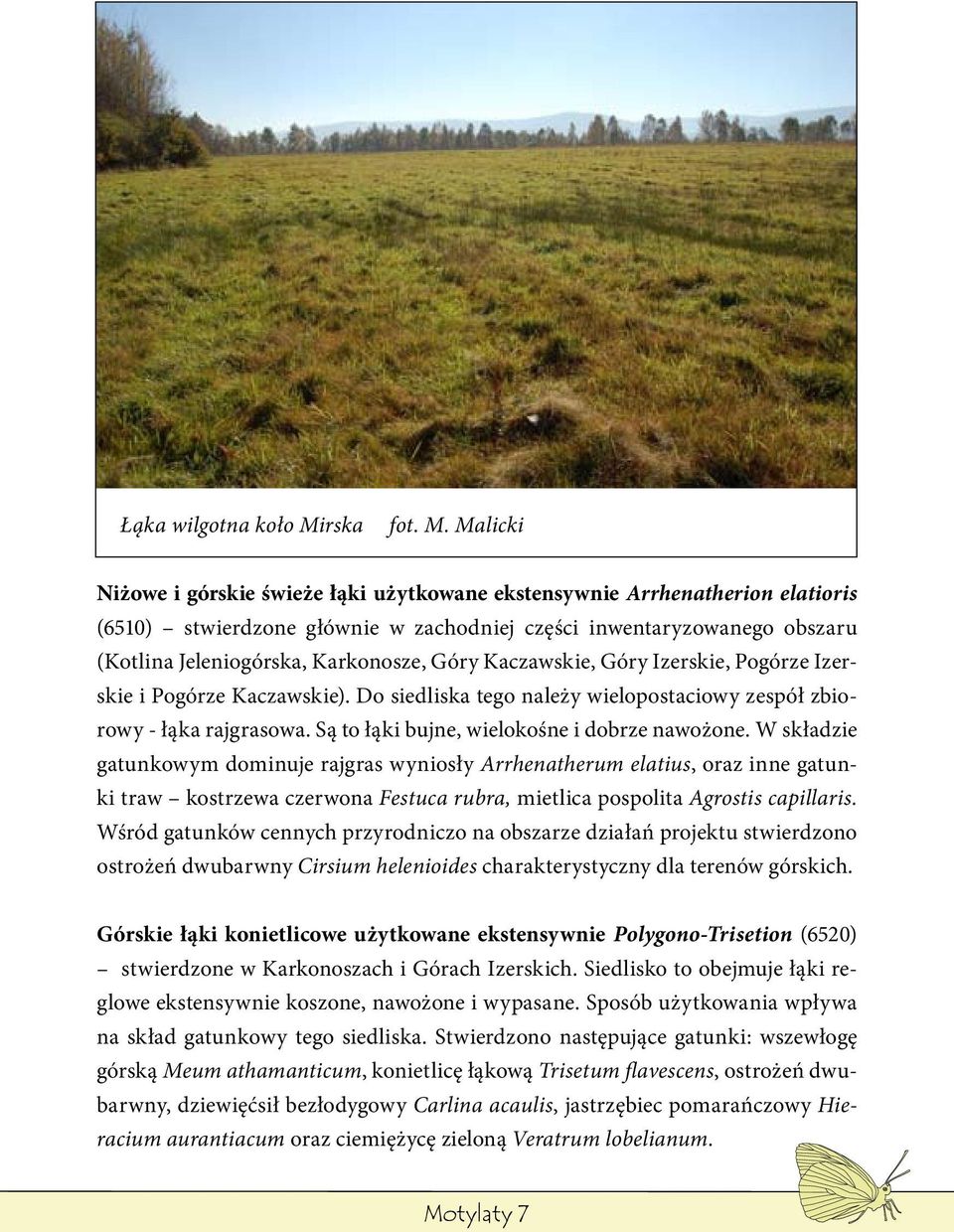 Malicki Niżowe i górskie świeże łąki użytkowane ekstensywnie Arrhenatherion elatioris (6510) stwierdzone głównie w zachodniej części inwentaryzowanego obszaru (Kotlina Jeleniogórska, Karkonosze, Góry
