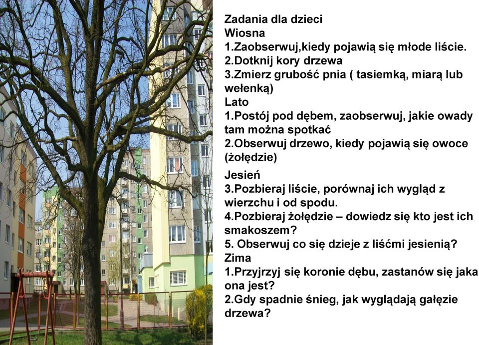 Obserwuj drzewo, kiedy pojawią się owoce (żołędzie) Jesień 3.Pozbieraj liście, porównaj ich wygląd z wierzchu i od spodu. 4.