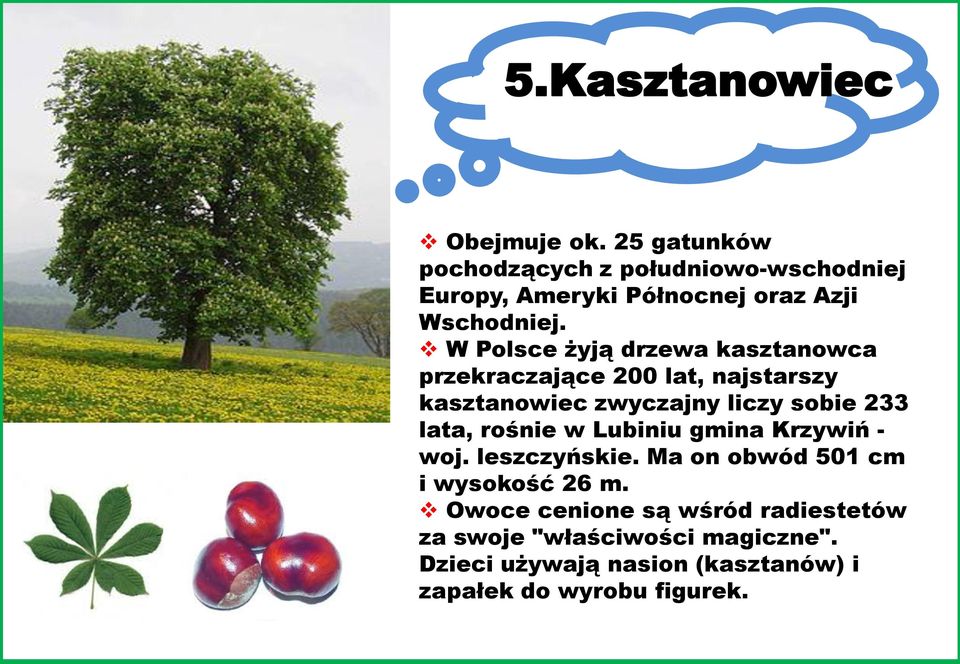 W Polsce żyją drzewa kasztanowca przekraczające 200 lat, najstarszy kasztanowiec zwyczajny liczy sobie 233 lata,