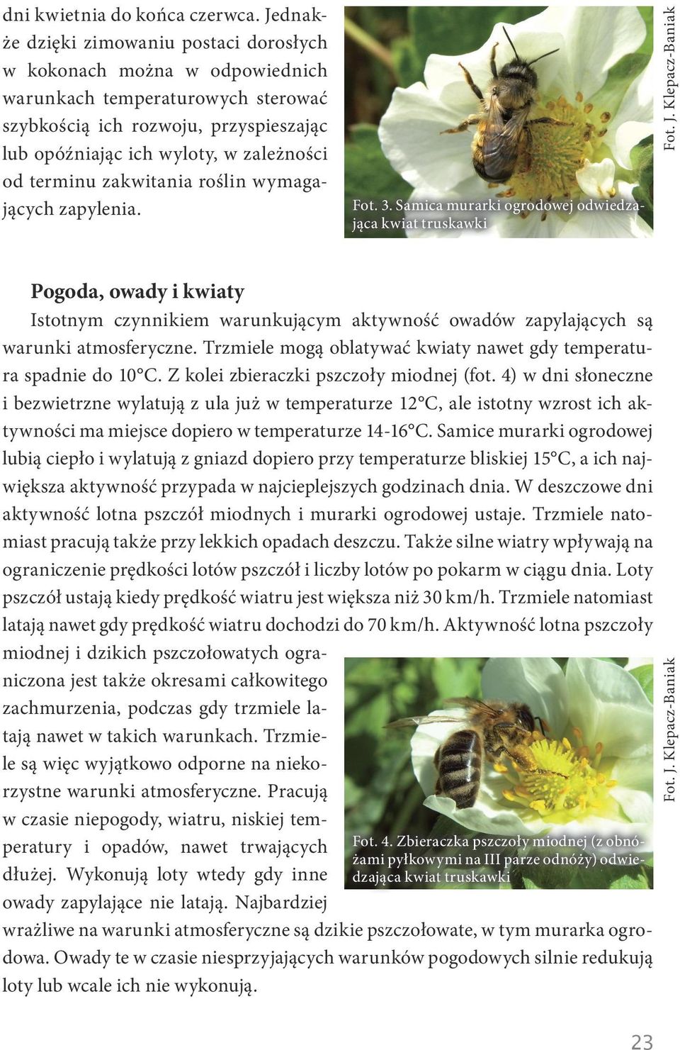 terminu zakwitania roślin wymagających zapylenia. Fot. 3.