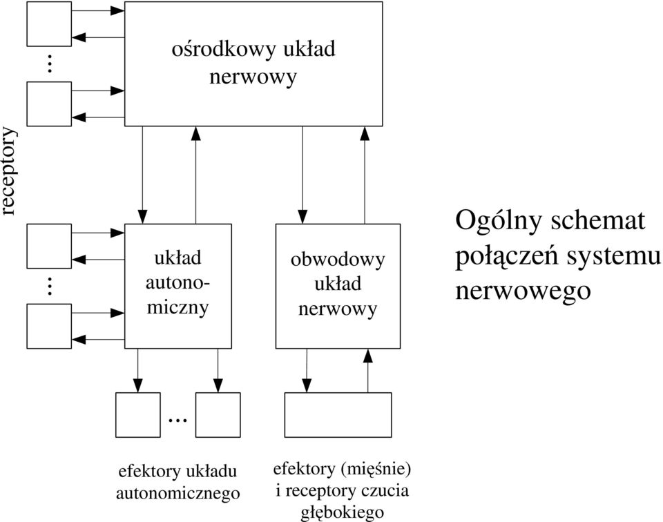 schemat połączeń systemu nerwowego.