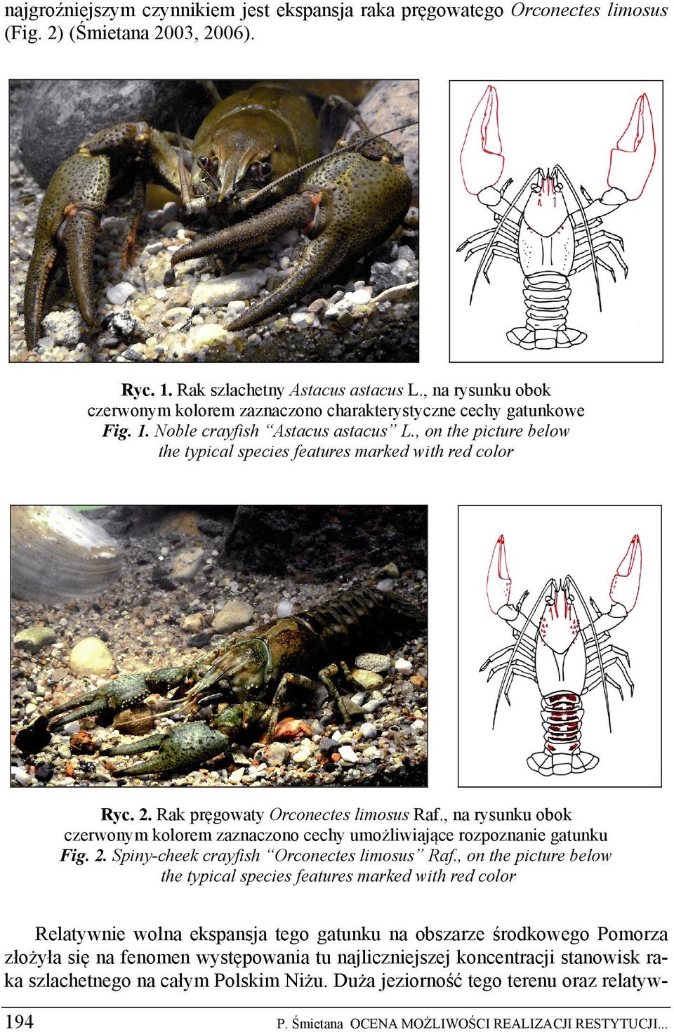 2. Rak pręgowaty Orconectes limosus Raf., na rysunku obok czerwonym kolorem zaznaczono cechy umożliwiające rozpoznanie gatunku Fig. 2. Spiny-cheek crayfish Orconectes limosus Raf.